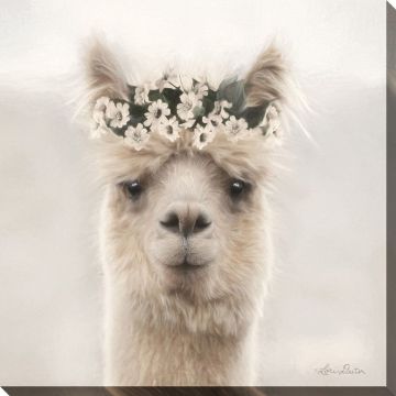 Picture of Alicia Alpaca 30" X 30" | BFPK Artwork